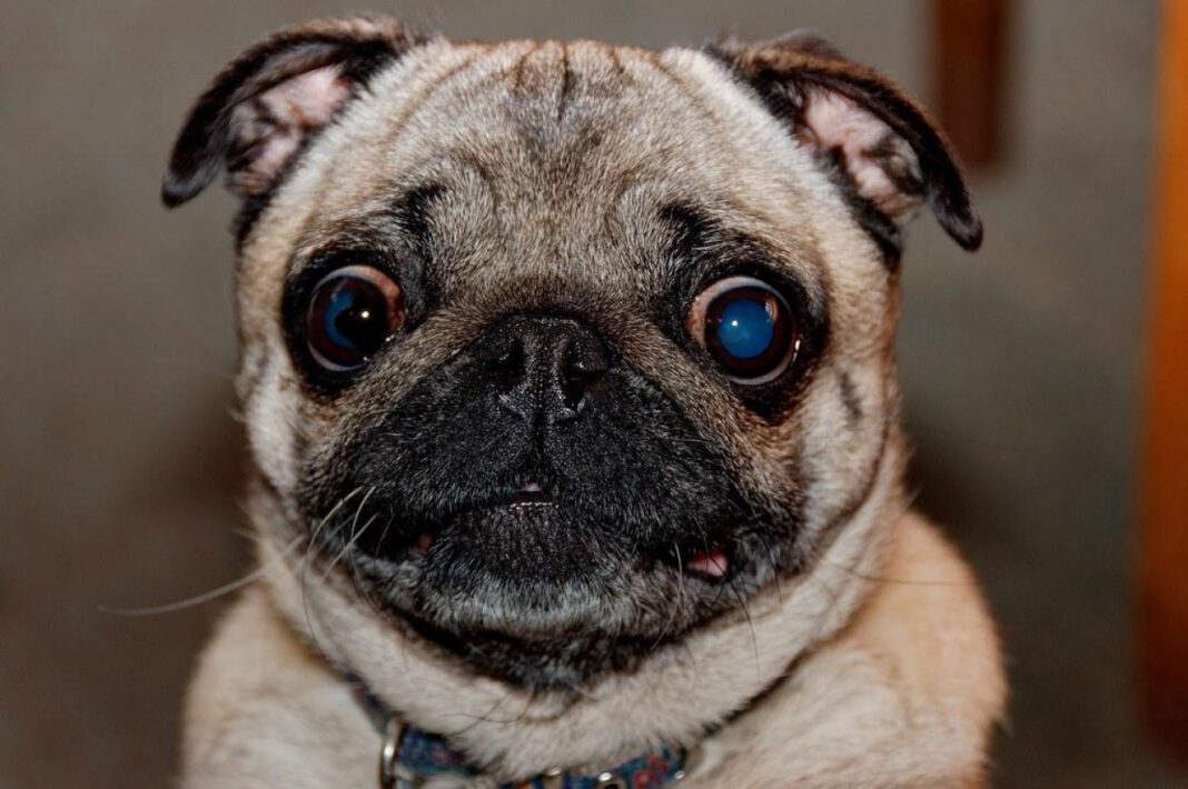 Comparing Dog and Human Mouth Cleanliness: The Facts