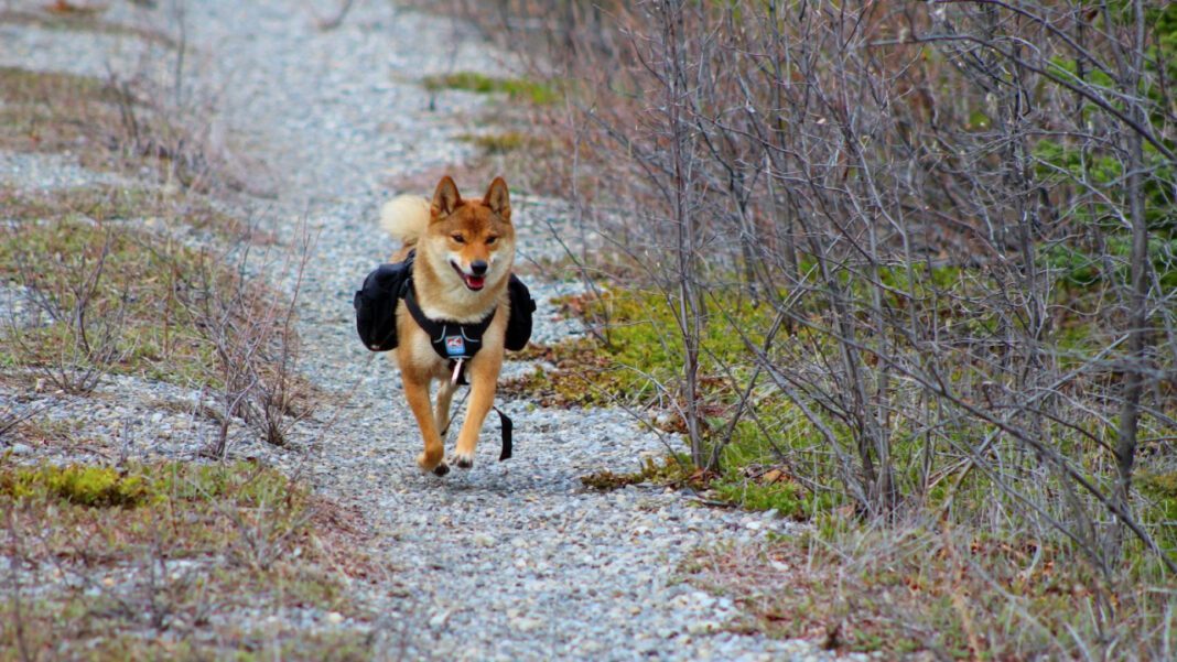 Top Small Dogs That Stay Small: A Comprehensive Guide