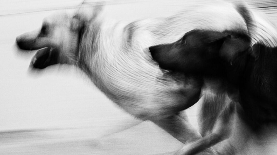 Top Trained Dogs: The Most Disciplined Canine Breeds