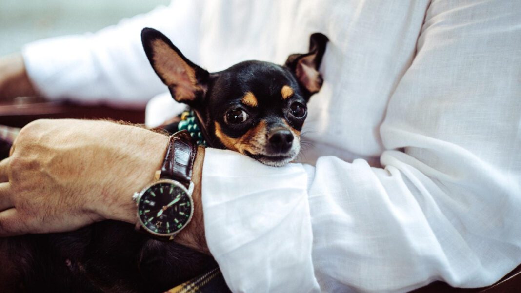 Top Dog-Friendly Vacation Destinations: A Comprehensive Guide