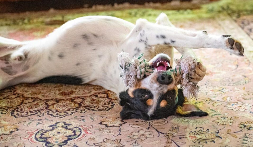 Dog Wart on Toe: Causes, Treatment, and Prevention