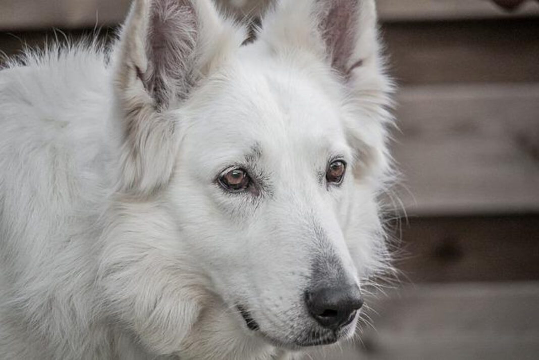 German Shepherd Quiz: Should You Get This Loyal Breed