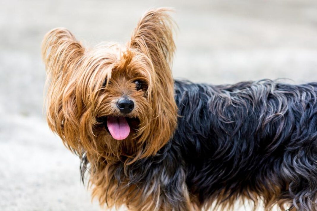 Discover the Top 10 Cutest Small Dog Mixes