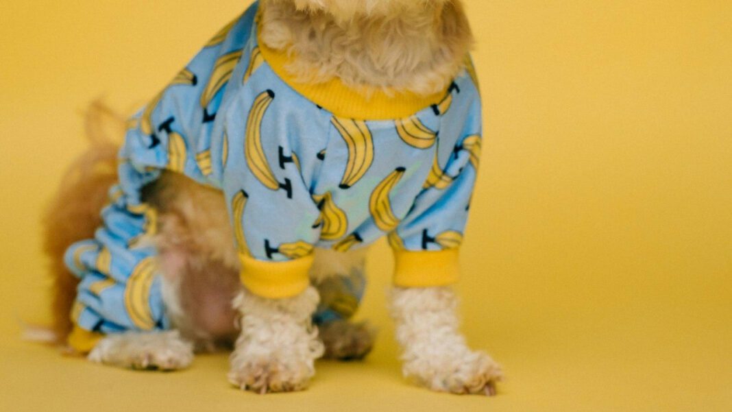 Do Dogs Get Plantar Warts: A Comprehensive Analysis