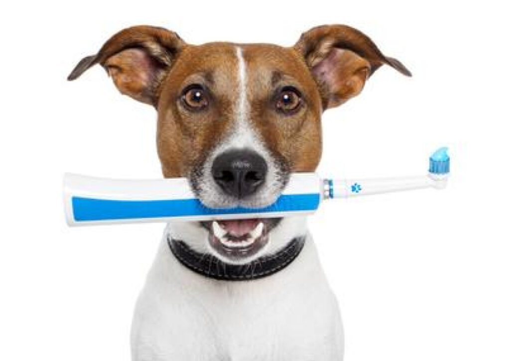 The Ultimate Guide to Puppy Toothpaste: Benefits and Best Brands