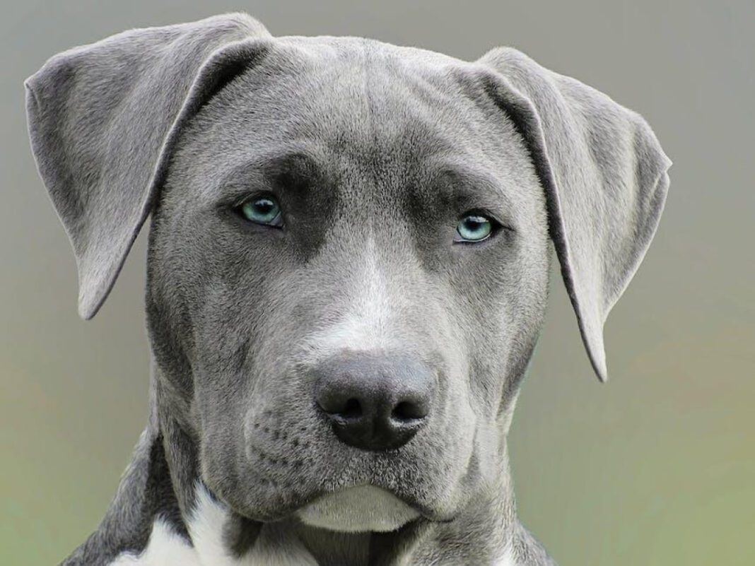 Understanding Canine Comprehension: How Much Do Dogs Grasp Human Language