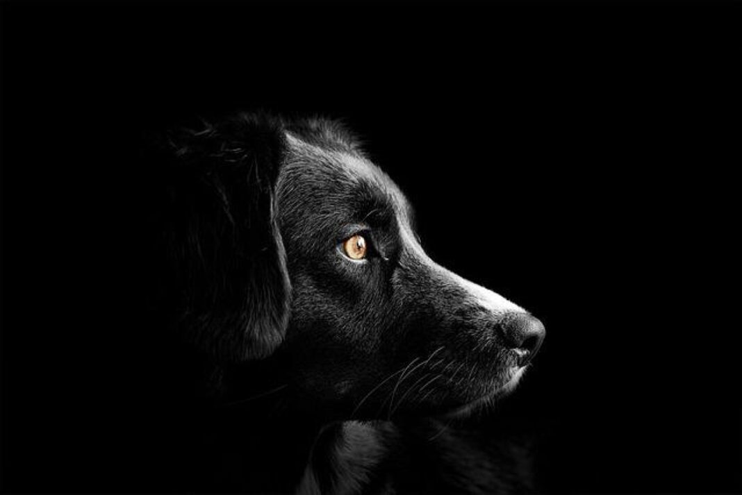 Exploring Dog Breeds Similar to St. Bernard: A Comparative Analysis