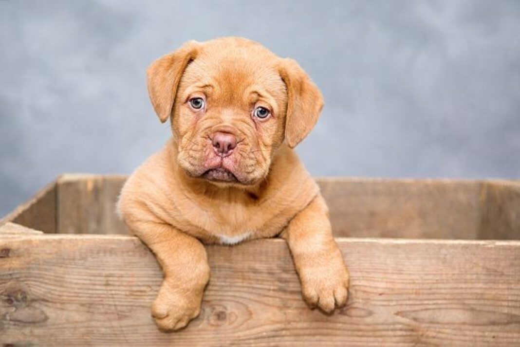 Why Do Dogs Lick Themselves Excessively: An Analytical Study
