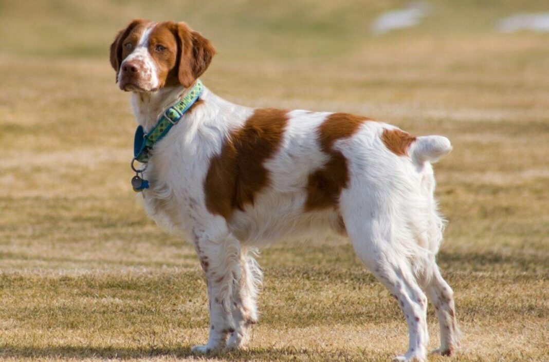 The Top Medium Dog Breeds: Characteristics and Care Guide