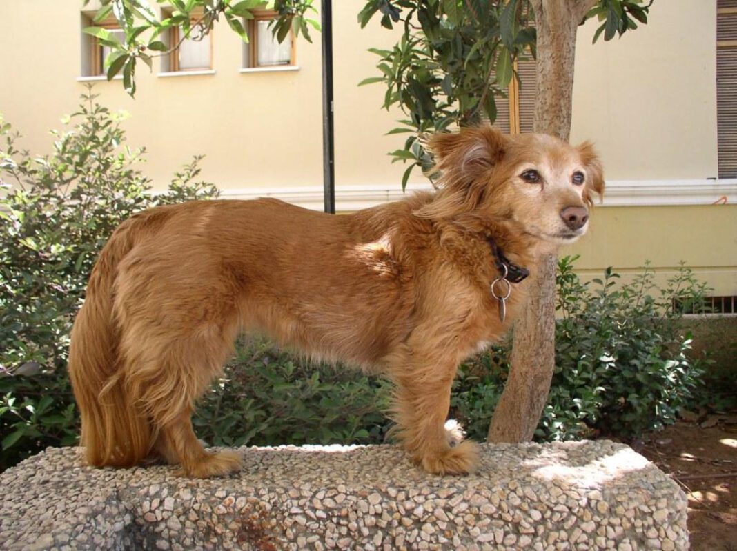 Top Senior Dog Chews: Expert Recommendations