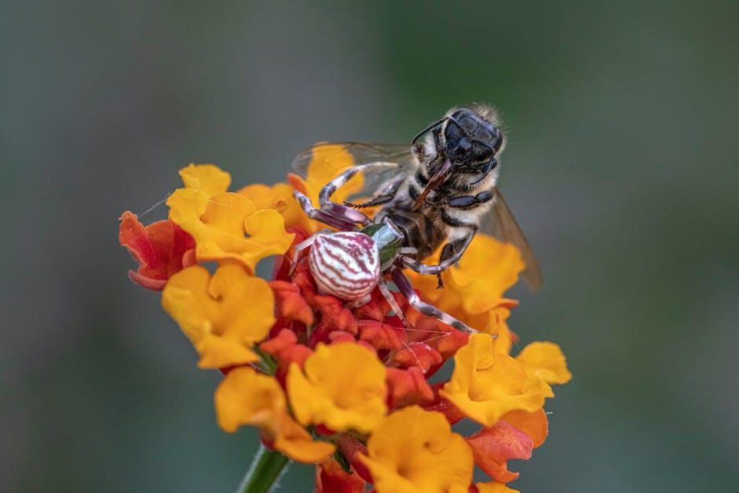 Unveiling the Charismatic Cheerios Bee: A Closer Look at the Iconic Mascot