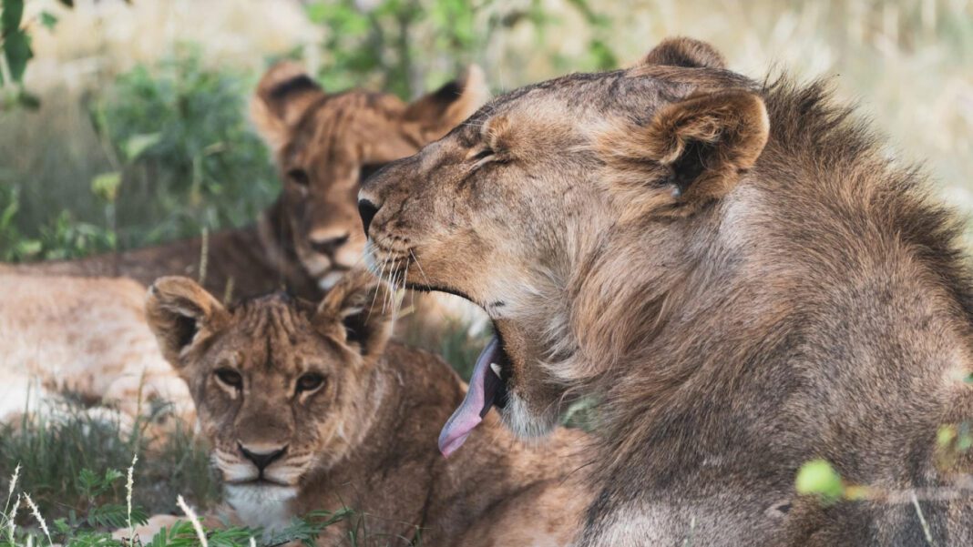 Effects of Watching Porn While High: Risks and Benefits