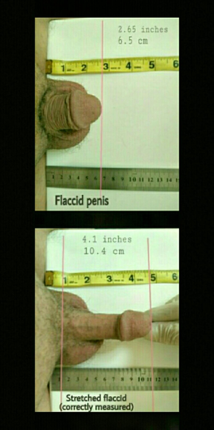 The Ultimate Guide to the 10 Inch Penis: Myths vs. Reality