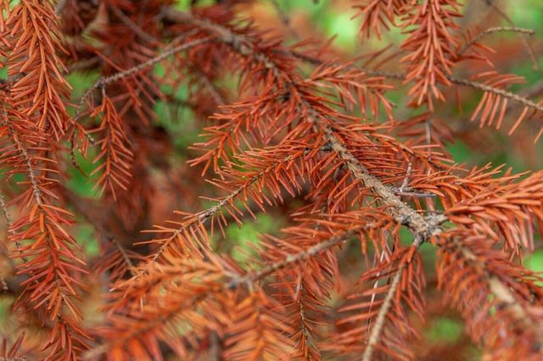 FKA Twigs Speaks Out: The Truth About Her Relationship with Shia LaBeouf