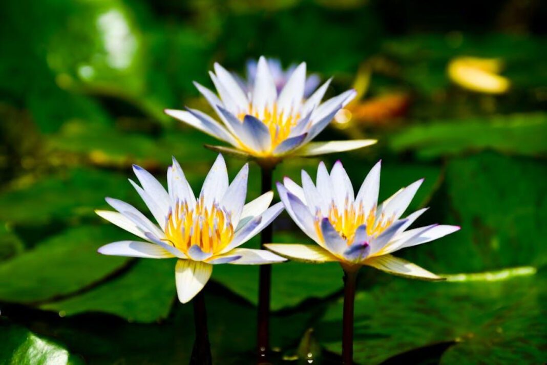 Exploring Season 1 of White Lotus: Filming Locations Revealed