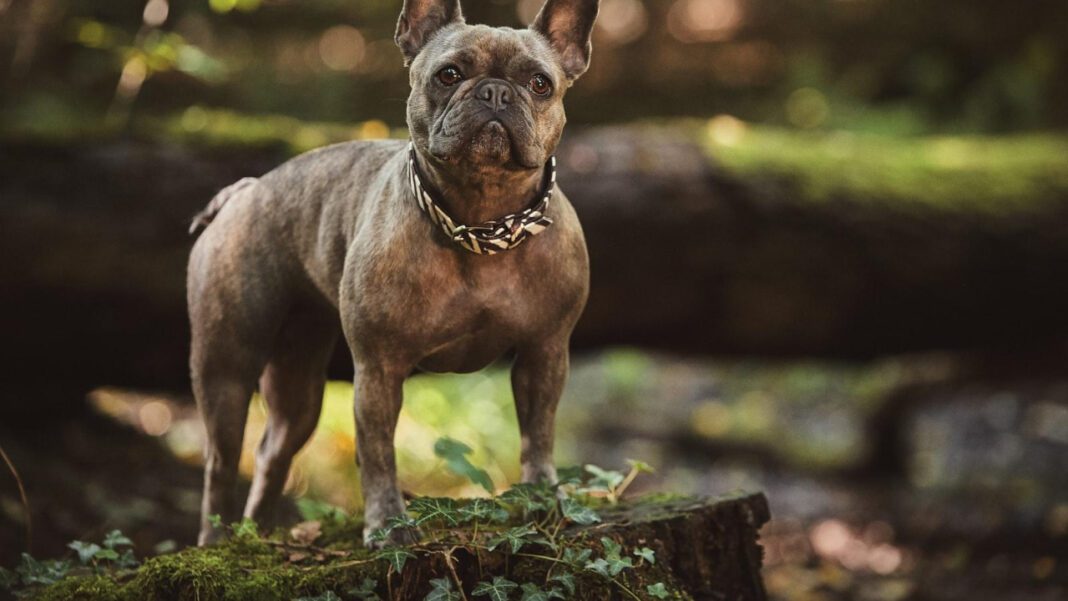 Understanding Double Canine Teeth in Cats: Causes and Care