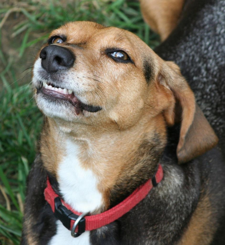 Understanding Canine Swollen Gums: Causes and Treatment Options