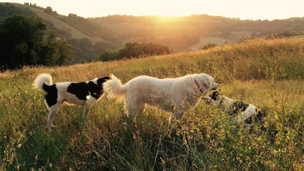 Uncovering the Definition of Mutt Dogs in English