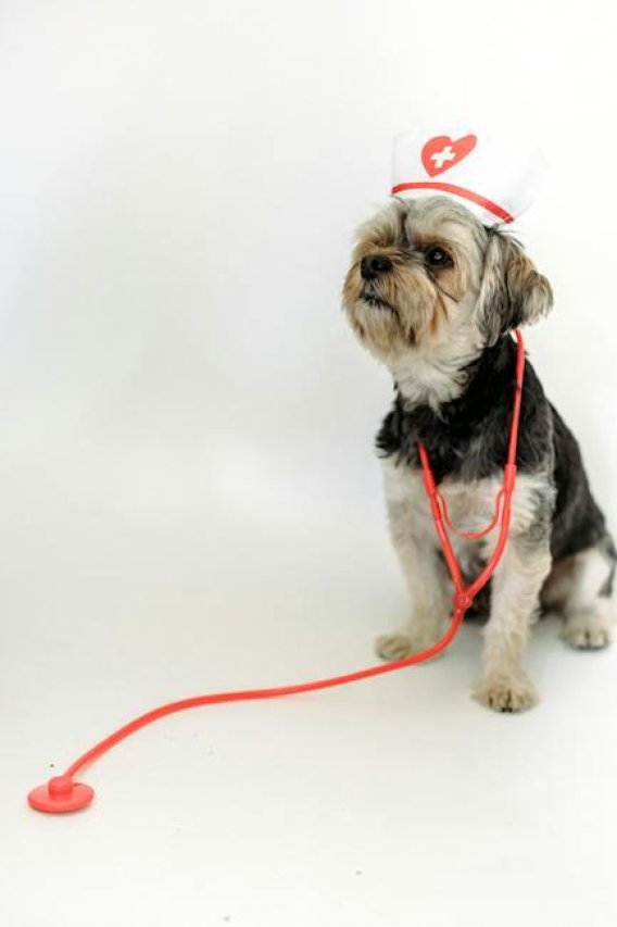 Analyzing Henry Schein Veterinary Solutions LLC