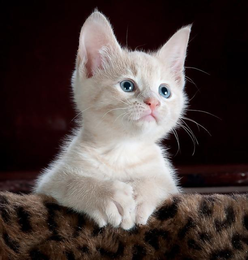 Understanding Cat Herpes: Sneezing and Treatment Guide