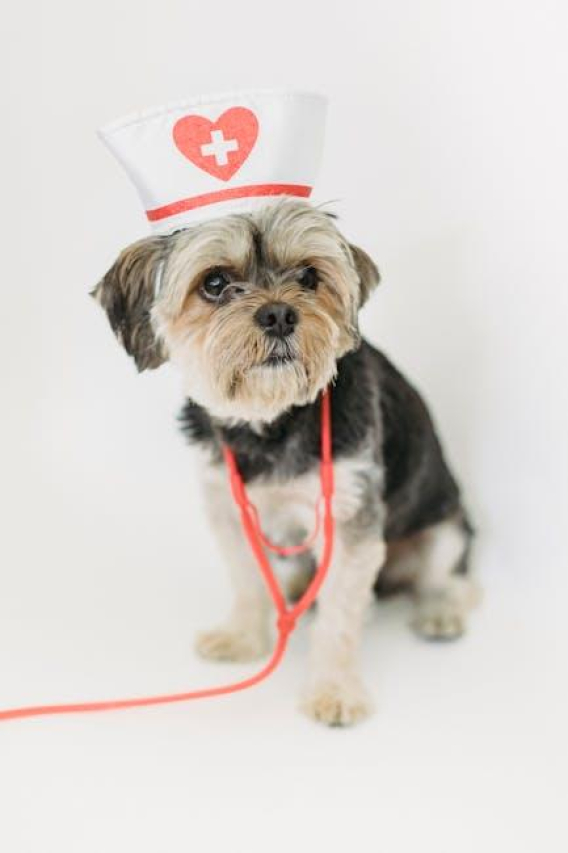 Understanding the Uses of Derma Vet Ointment: A Comprehensive Guide