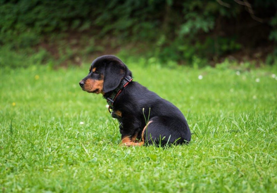 Understanding Canine Sinus Infections: Causes and Treatments
