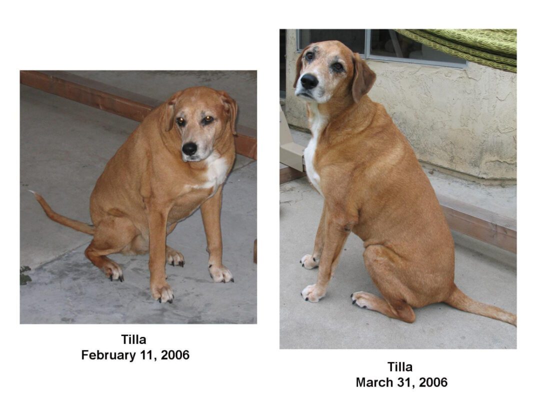 Human Usage of Soloxine: What You Need to Know