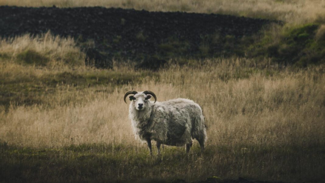 The Rising Star: Woo Jin Yong’s Impact on K-Drama